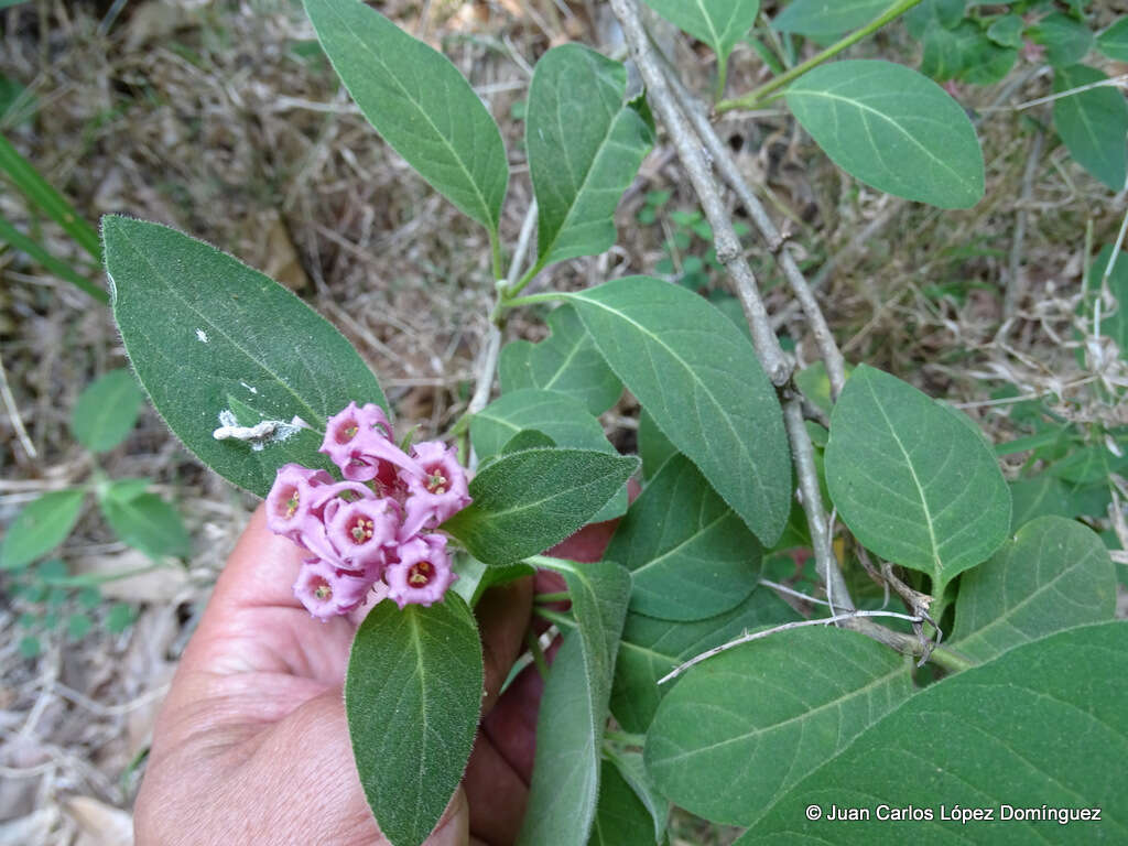 Image of Cestrum roseum Kunth