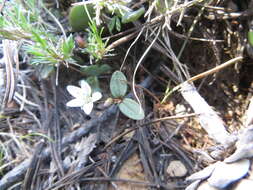 <i>Claytonia obovata</i> resmi