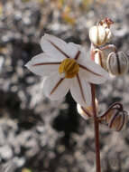 Image of Drimia albiflora (B. Nord.) J. C. Manning & Goldblatt