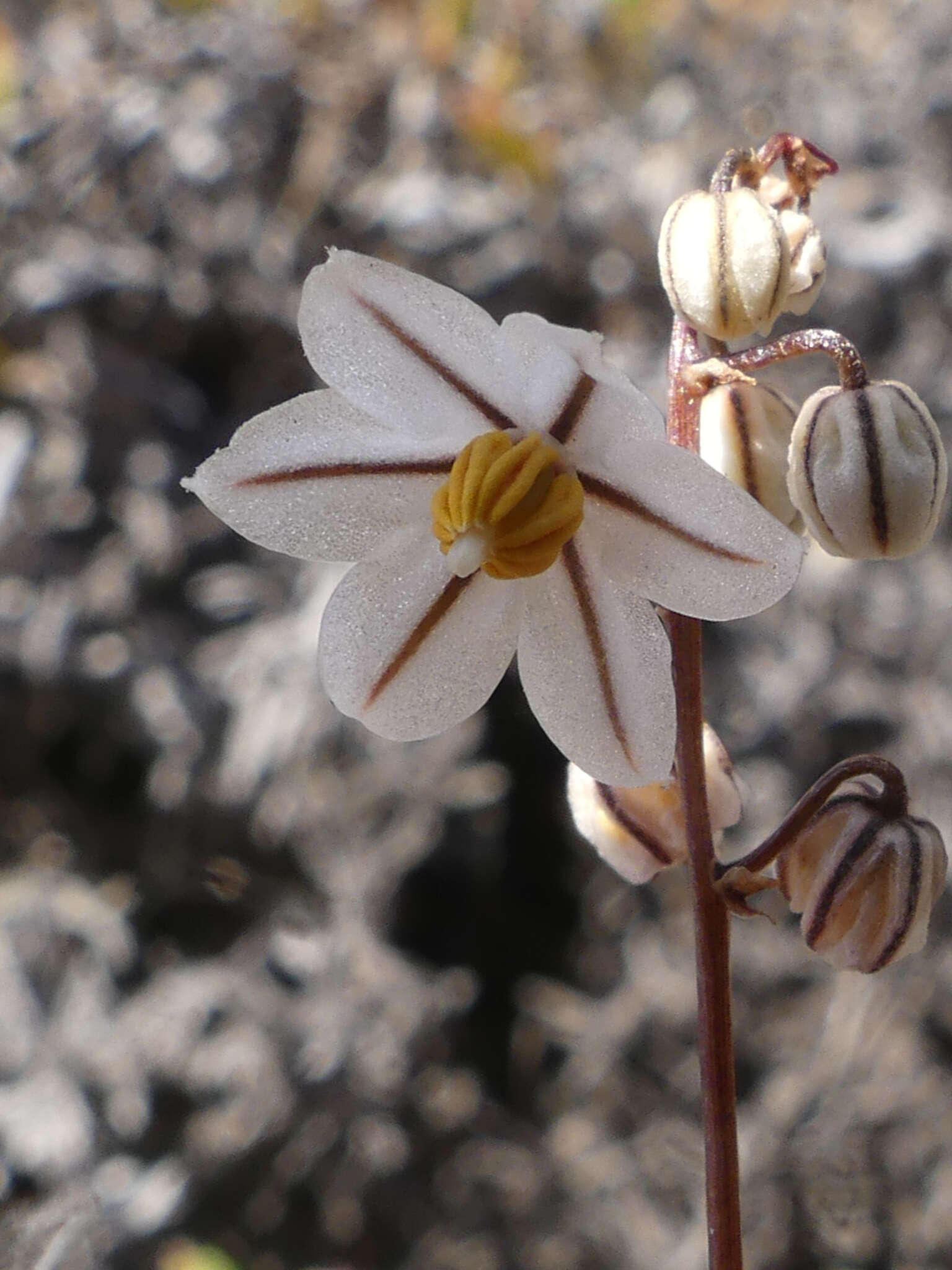 Image of Drimia albiflora (B. Nord.) J. C. Manning & Goldblatt