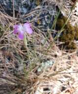 Image of Dianthus subacaulis Vill.