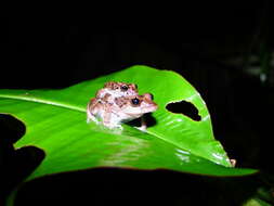 Image of Pristimantis brevicrus (Andersson 1945)