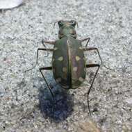 Image of Calomera littoralis fiorii