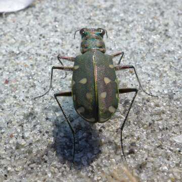 Image de Calomera littoralis fiorii