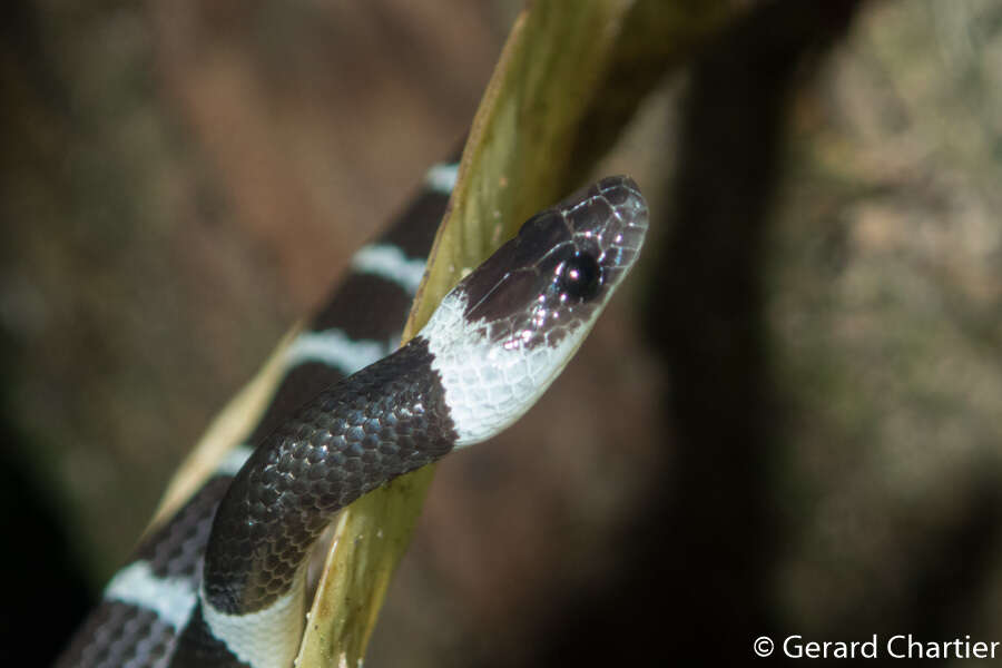 Image of Laos Wolf Snake