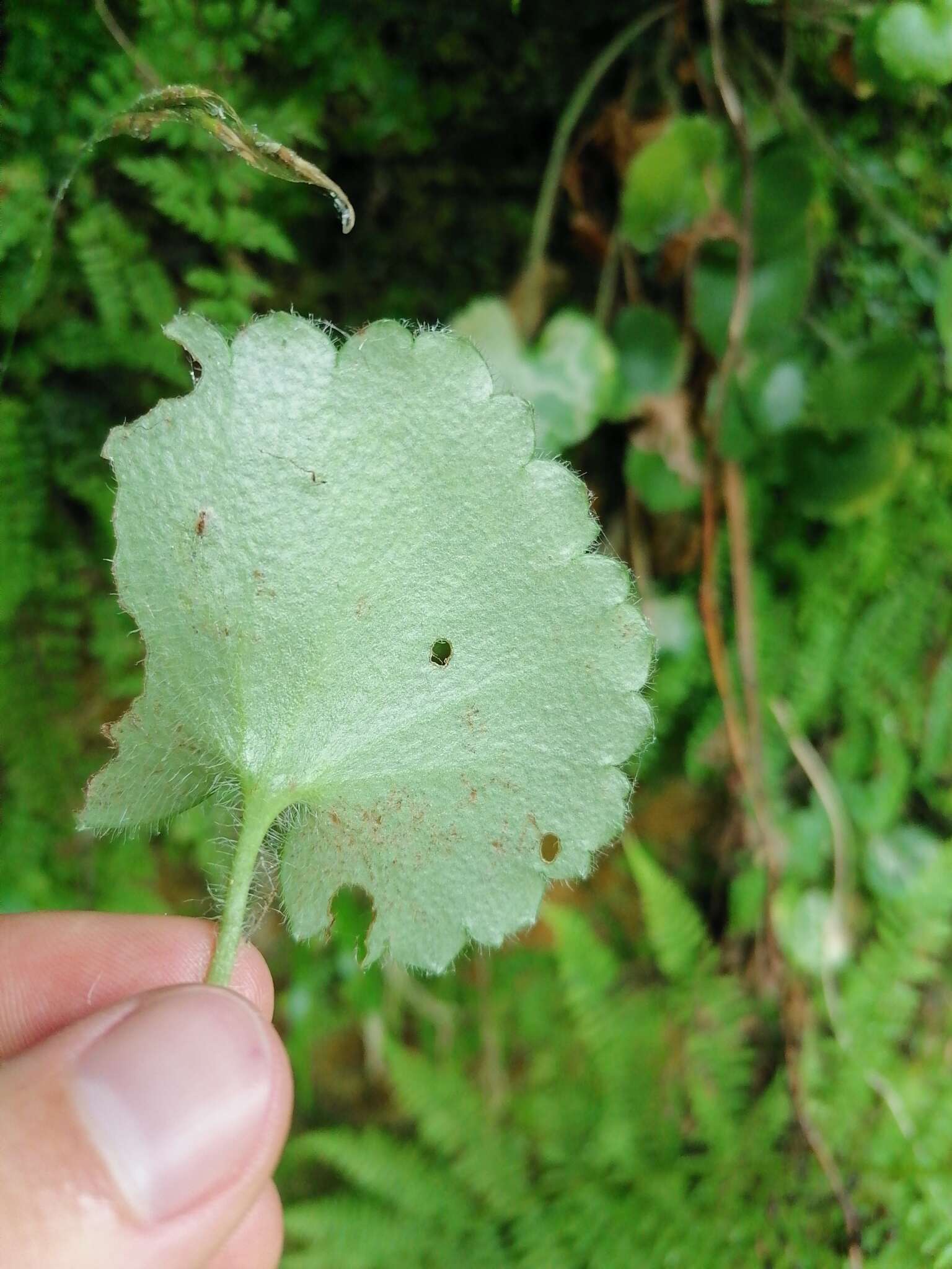 Image of Saxifraga rotundifolia subsp. rotundifolia