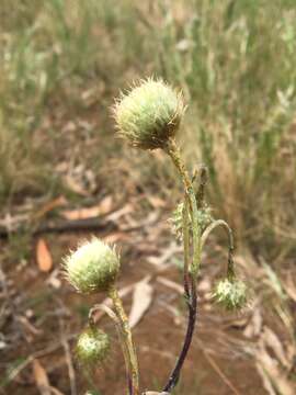 Image of Podolepis linearifolia