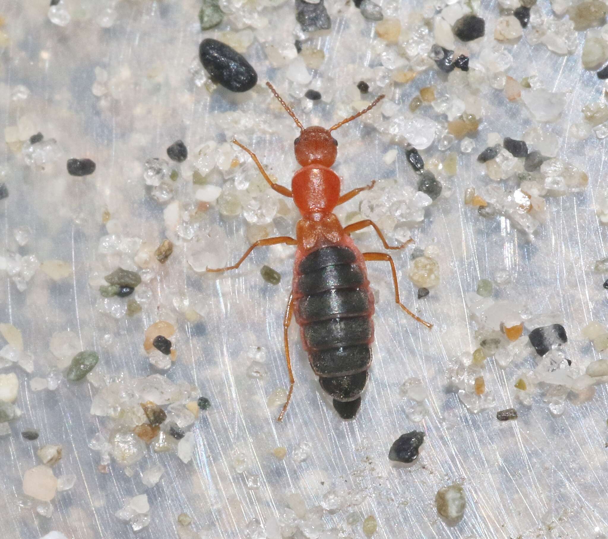 Слика од Endeodes insularis Blackwelder 1932