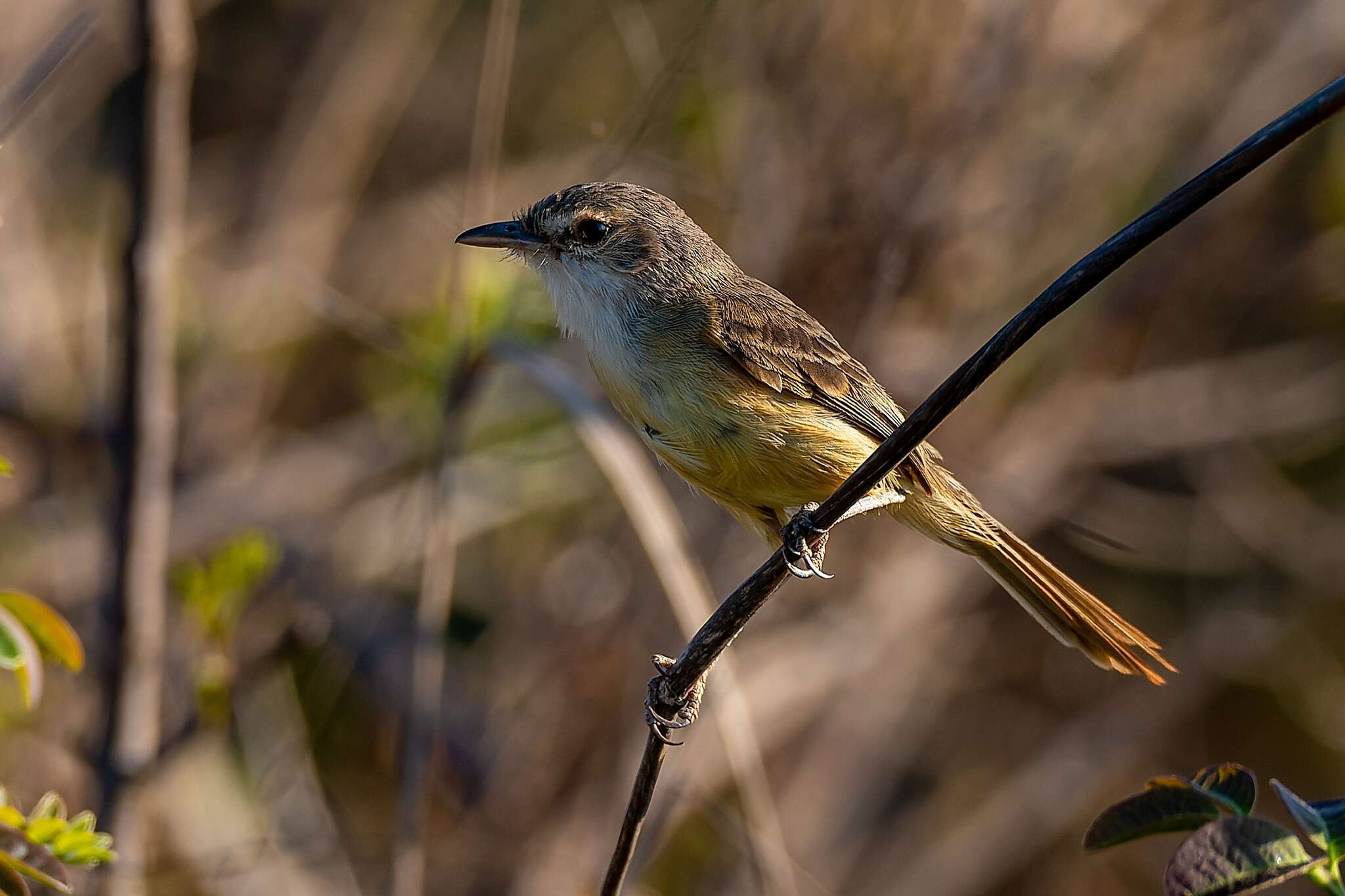 Image of Rufous-sided Pygmy Tyrant