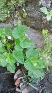 Image of Brazilian Begonia