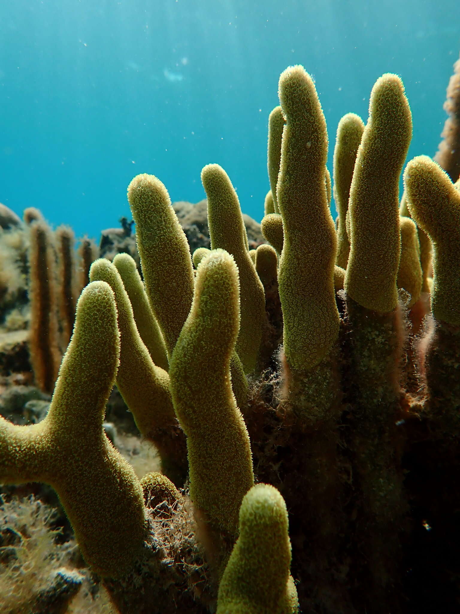 Image of Finger Coral