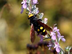 Image de Megascolia maculata bischoffi (Micha 1927)