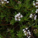 Image de Pentanisia angustifolia (Hochst.) Hochst.