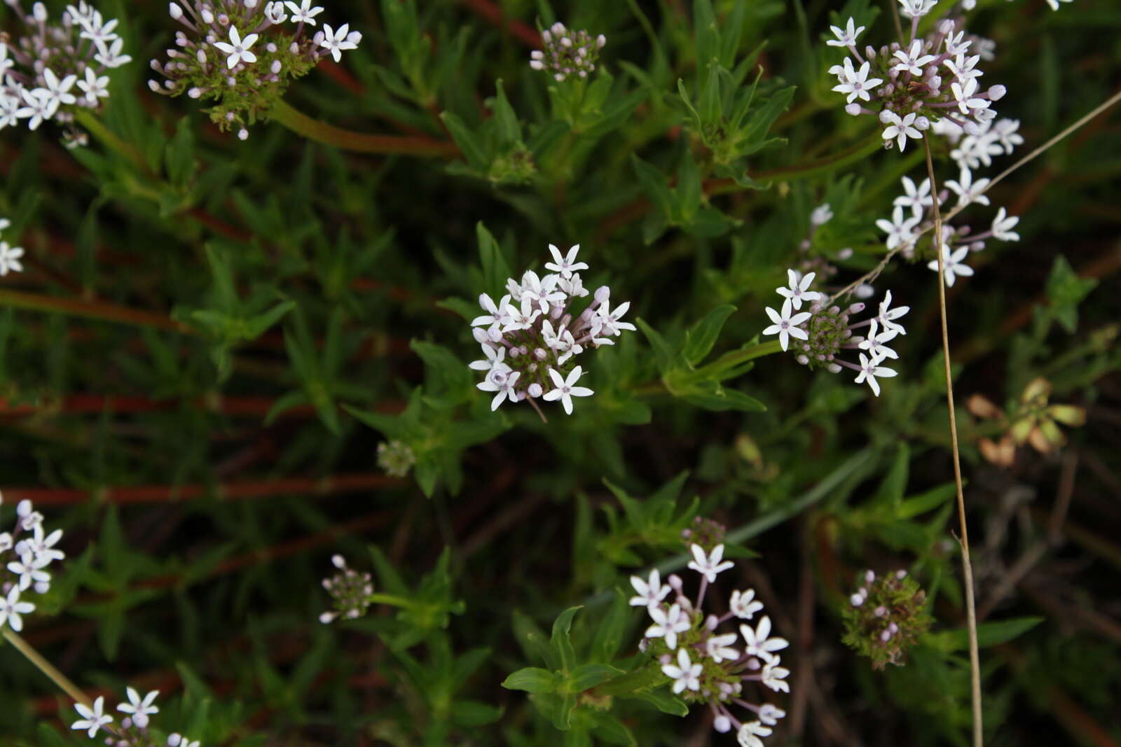 Image of Pentanisia angustifolia (Hochst.) Hochst.