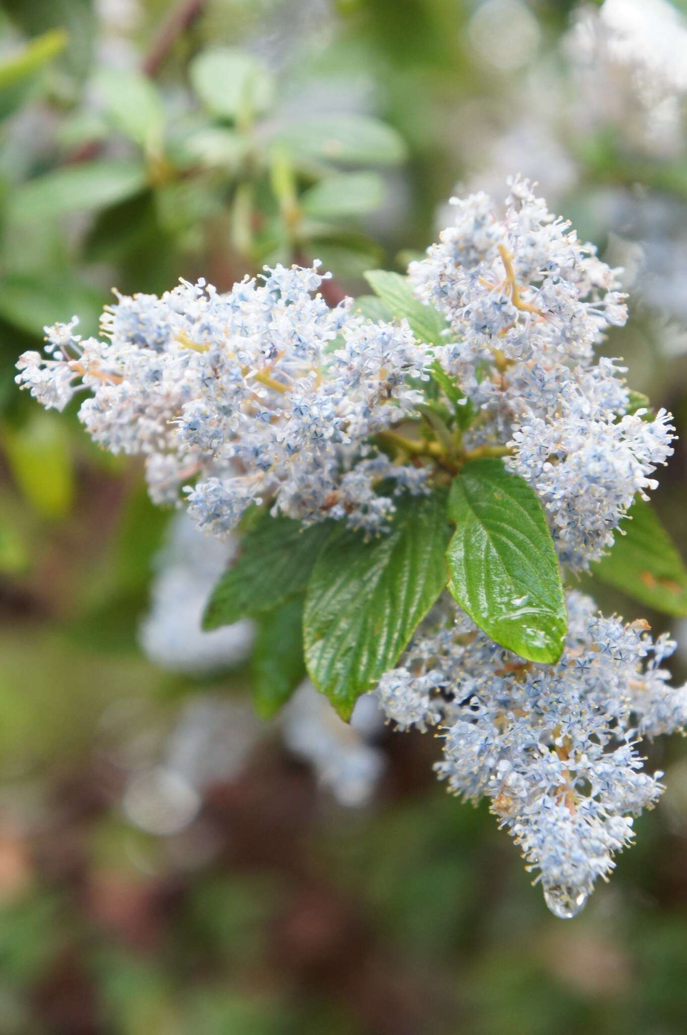 Image of Ceanothus caeruleus Lag.