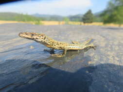 Image of Columbretes Wall Lizard