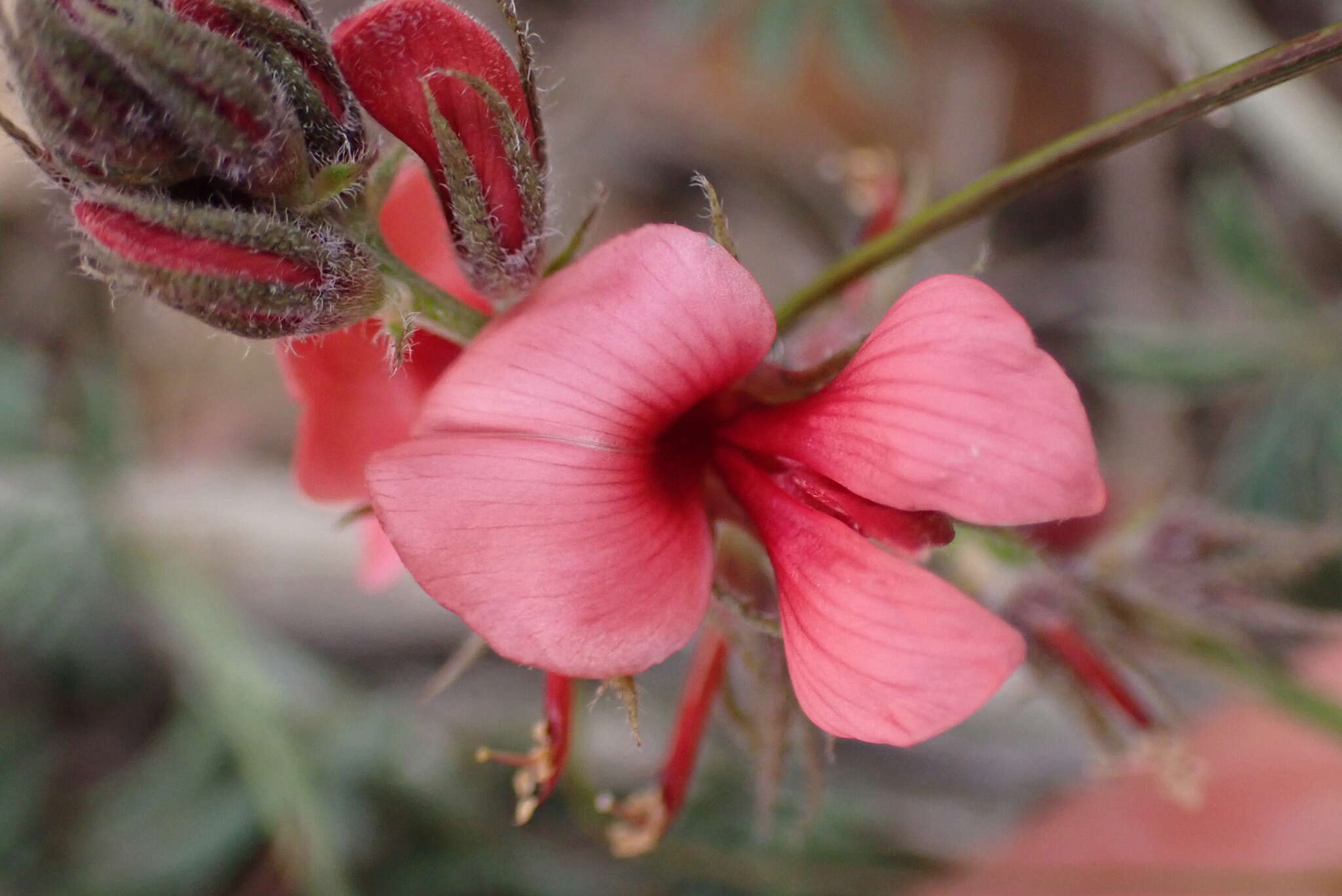 Indigofera digitata Thunb.的圖片