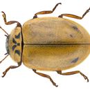 Image of Aphidecta