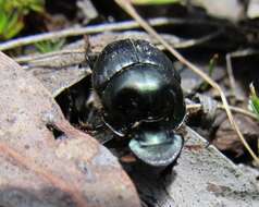 Слика од Onthophagus australis Guérin-Méneville 1830