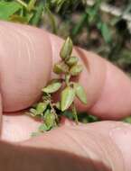 Imagem de Astragalus reflexus Torr. & A. Gray