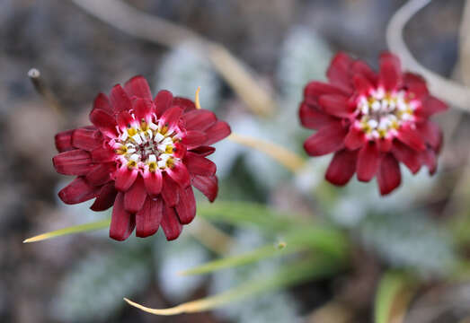 Leucheria purpurea (Vahl) Hook. & Arn. resmi