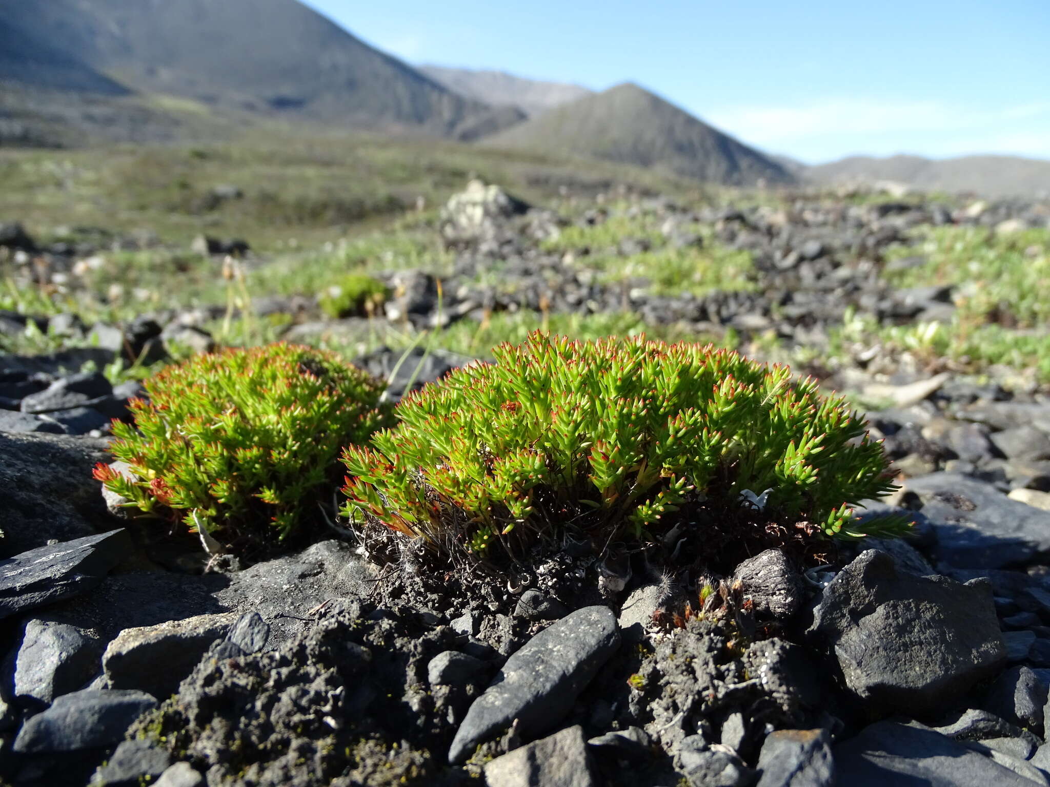 Image of Rhodiola quadrifida (Pallas) Fischer & Meyer