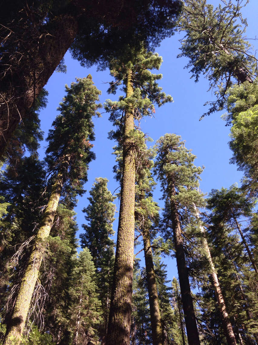 Image of Abies concolor (Gordon) Lindl. ex Hildebr.