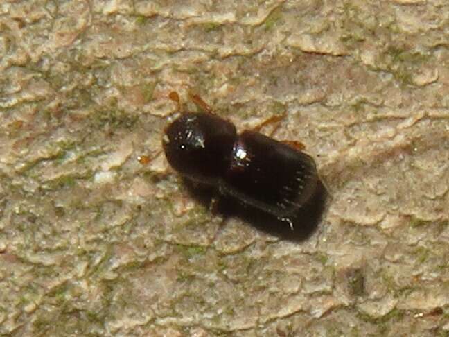 Image of Bark beetle