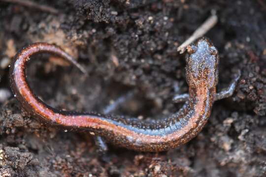 Image of Ozark Zigzag Salamander