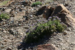 Imagem de Polemonium eddyense Stubbs