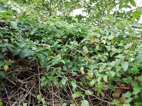 Image of pokeweed