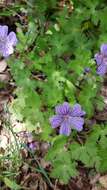 Imagem de Geranium libani P. H. Davis