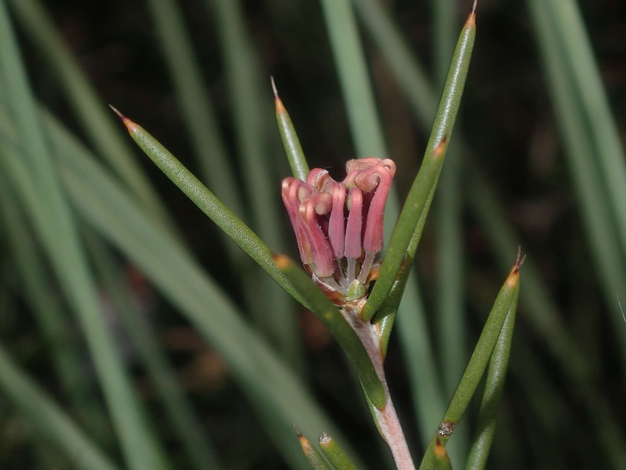 Image of Hakea circumalata Meissn.