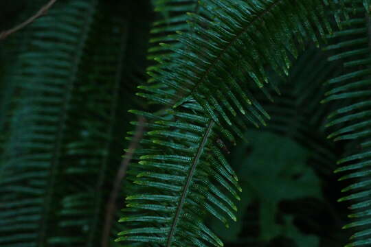 Image of Mexican Umbrella Fern