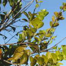 Image of Agelanthus brunneus (Engl.) van Tiegh.