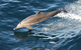 Image of Bridled Dolphin