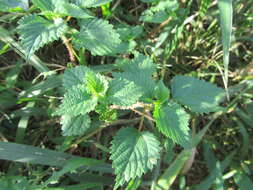 Image of River nettle