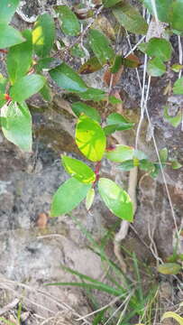 Image of Gaultheria paniculata B, L. Burtt & A. W. Hill