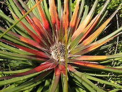 Image of Fascicularia bicolor subsp. bicolor