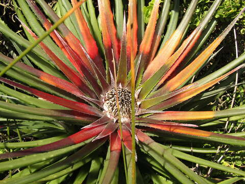 Fascicularia bicolor subsp. bicolor的圖片