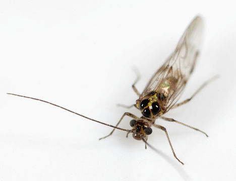Image of <i>Teliapsocus conterminus</i> (Walsh 1863)