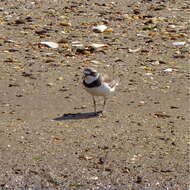 Image of Semipalmated Plover