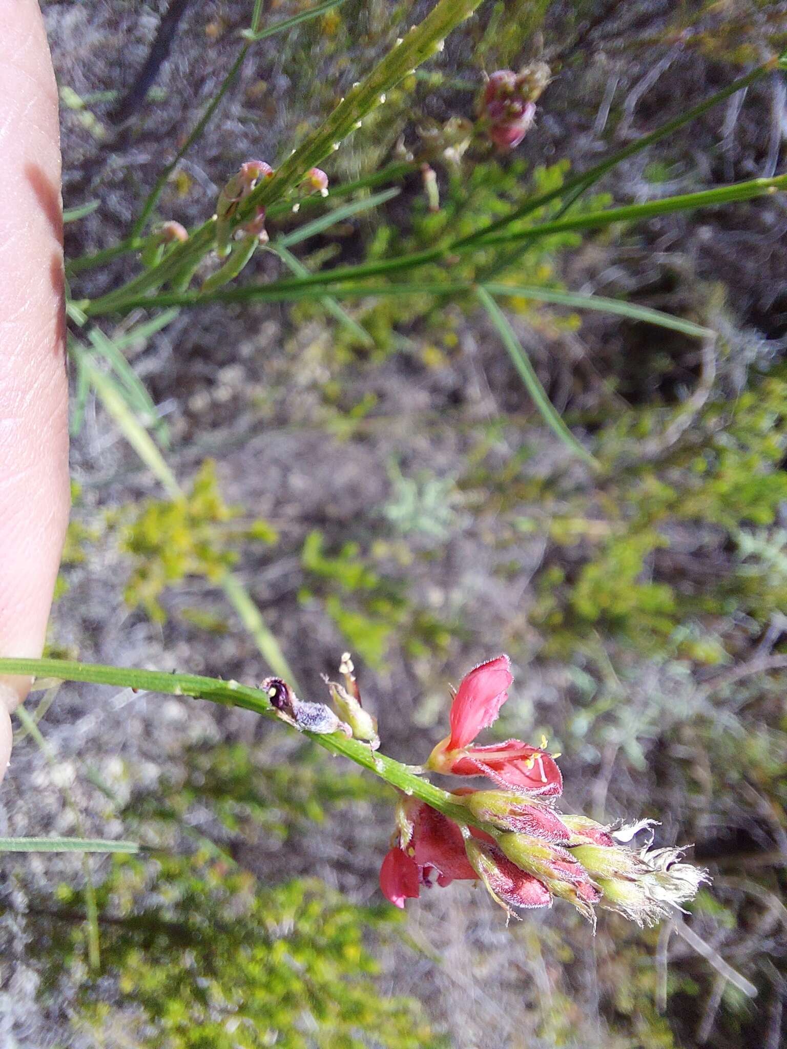 Plancia ëd Indigofera triquetra E. Mey.