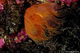 Image of red-spotted horseshoe