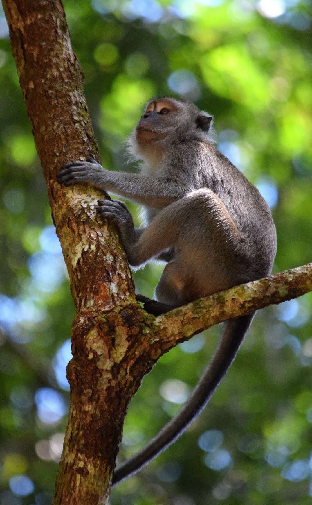 Image of Macaca fascicularis fascicularis (Raffles 1821)