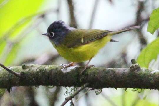 Image of Canary-flycatcher