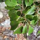 Image of Lithocarpus taitoensis (Hayata) Hayata