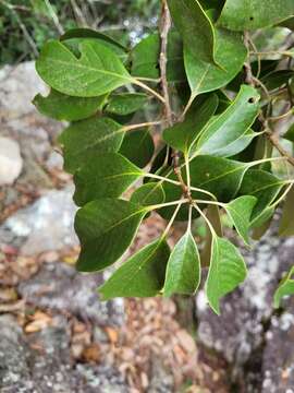 Plancia ëd Lithocarpus taitoensis (Hayata) Hayata