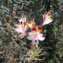 Image of Alstroemeria pulchra subsp. pulchra