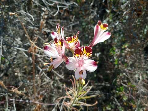 Image of Alstroemeria pulchra subsp. pulchra